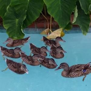 Meet your Posher, Barbara